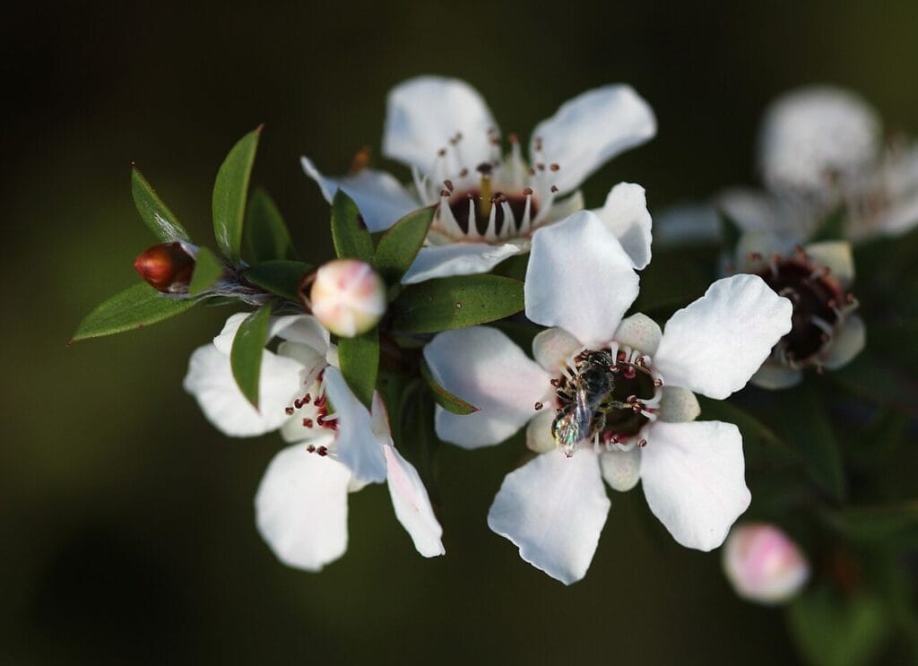 Flor de Manuka