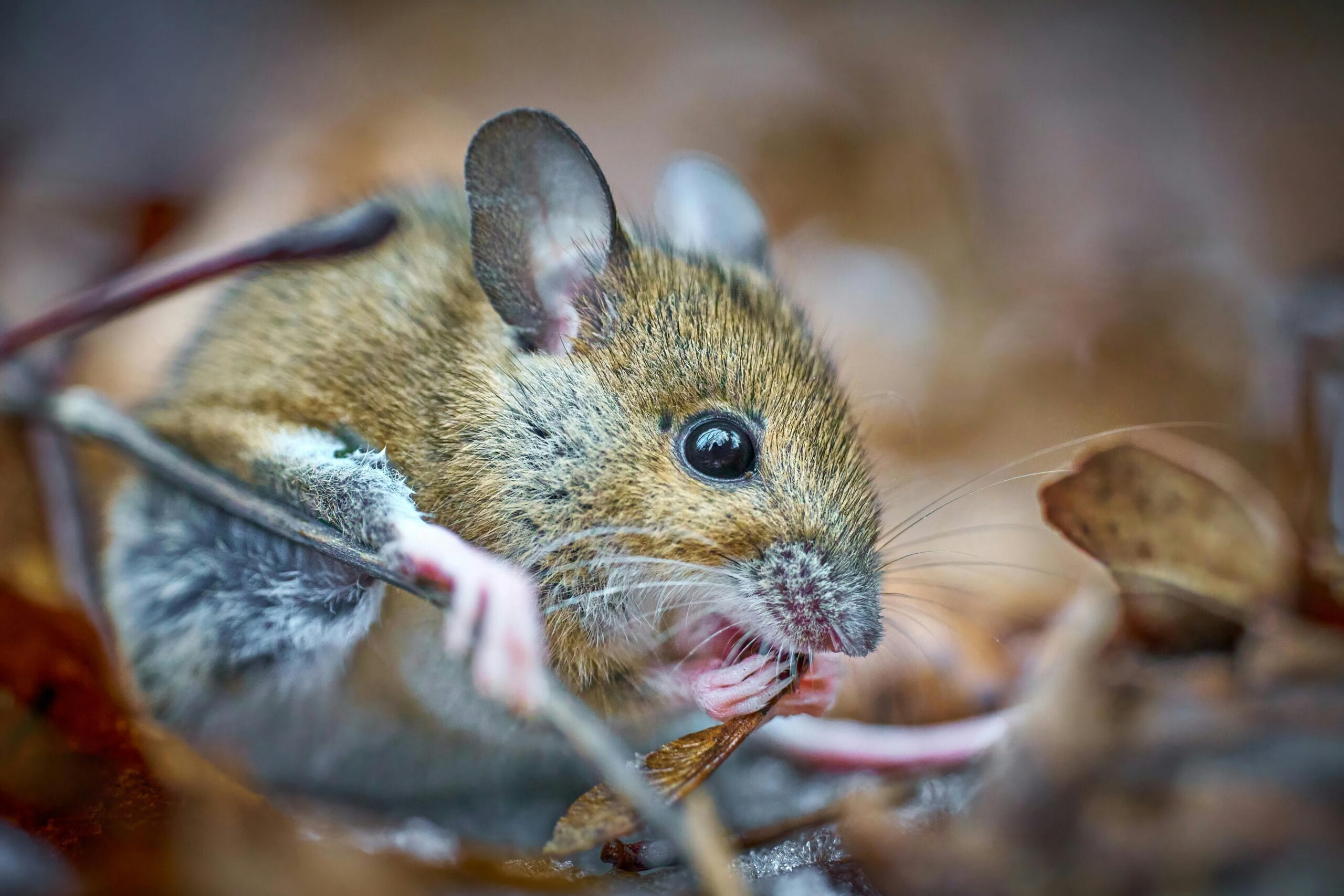 Hantavirus